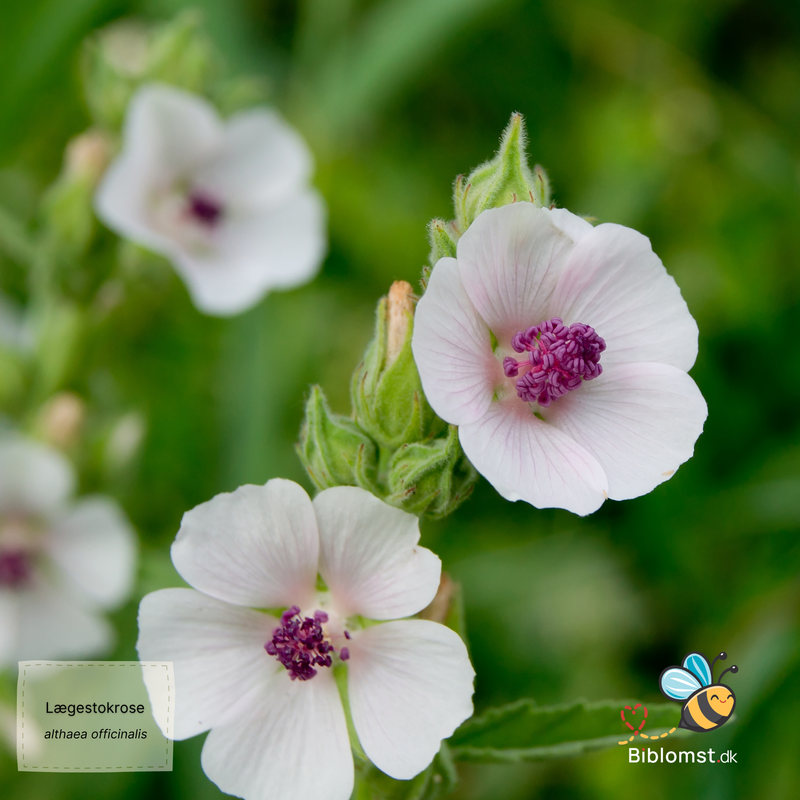 Så- og pasningsvejledning for Lægestokrose – Althaea officinalis