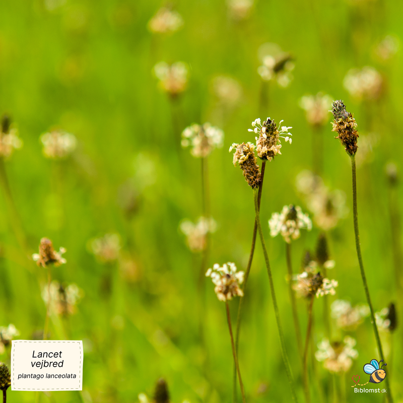 Såvejledning – Lancetvejbred (Plantago lanceolata)