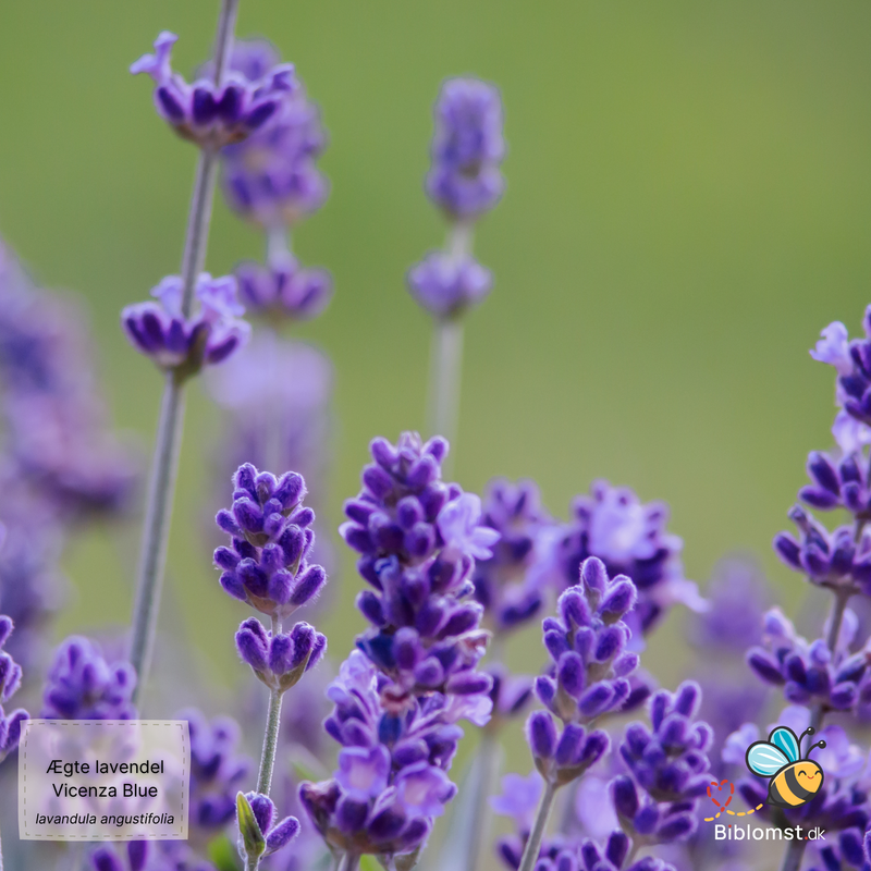 Så- og pasningsvejledning for Lavendel 'Vicenza Blue' - Lavandula angustifolia