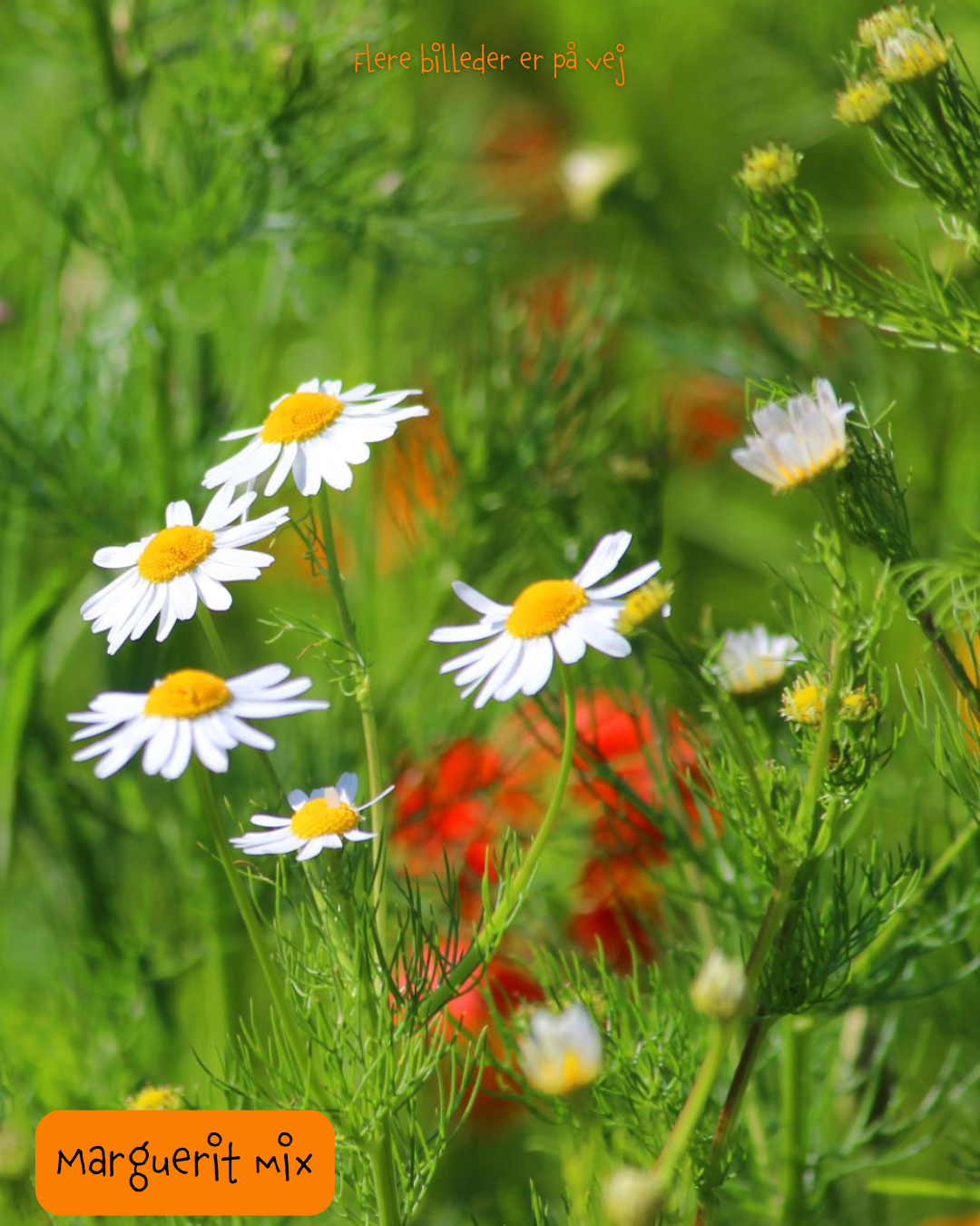 Så- og pasningsvejledning til Marguerit mix – lang blomstring
