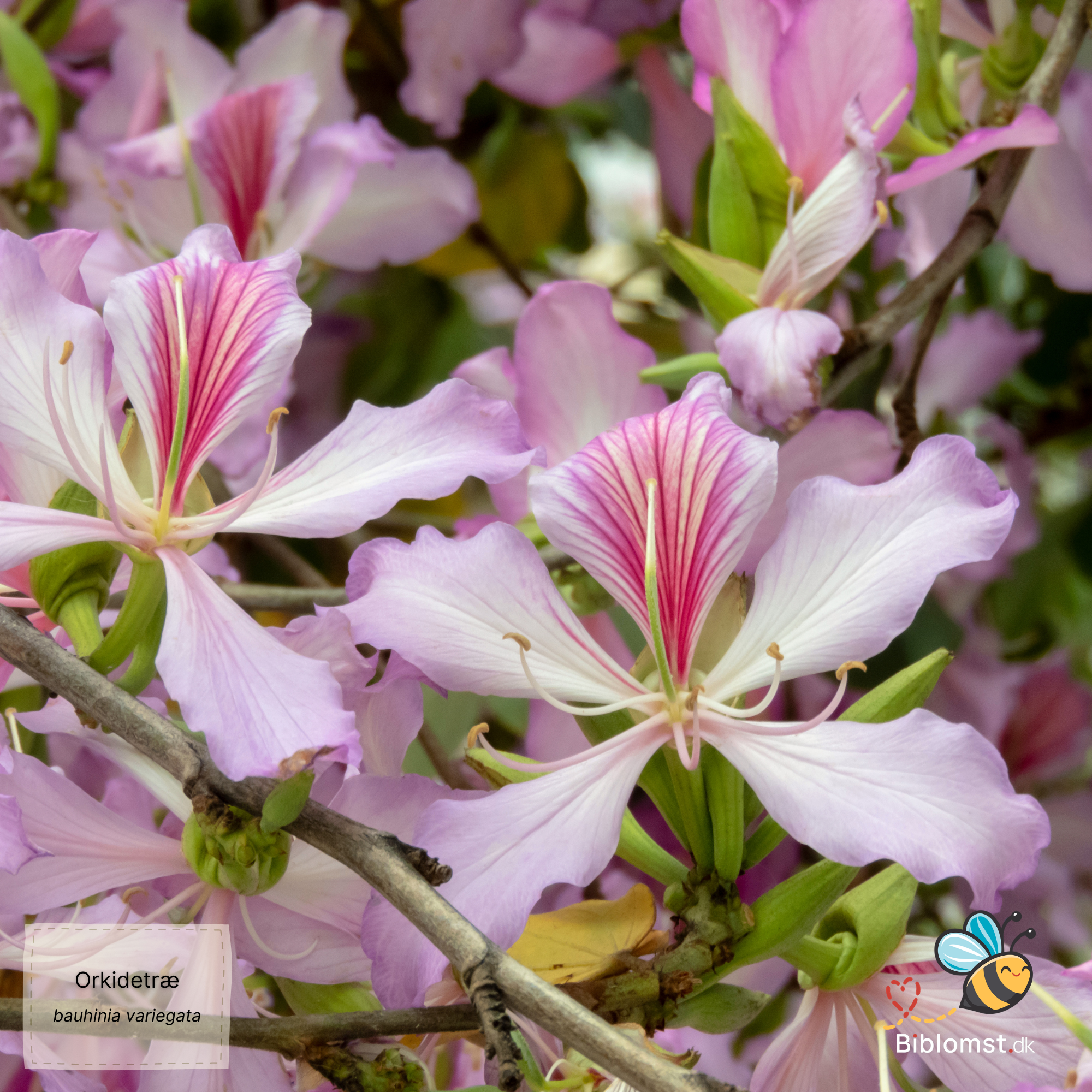 Så- og pasningsvejledning til orkidetræ – Bauhinia variegata