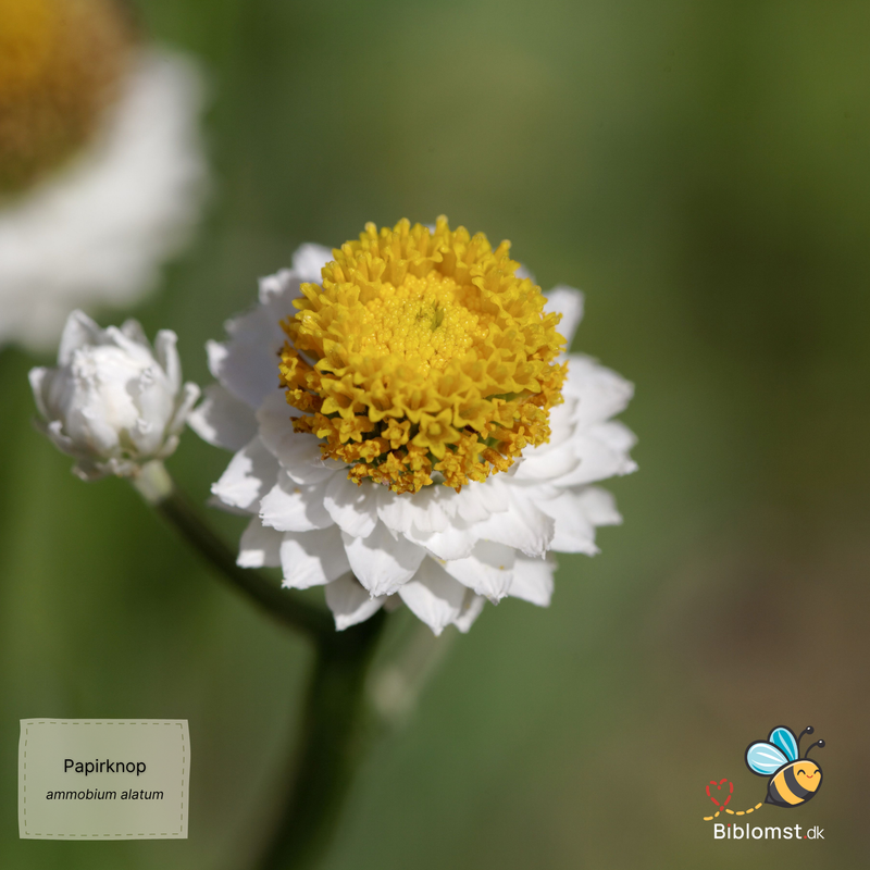 Så- og pasningsvejledning for Papirknop - Ammobium alatum