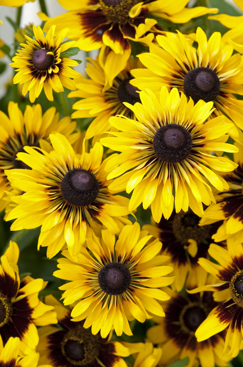 Så- og pasningsvejledning til Solhat - Rudbeckia hirta 'Sputnik'