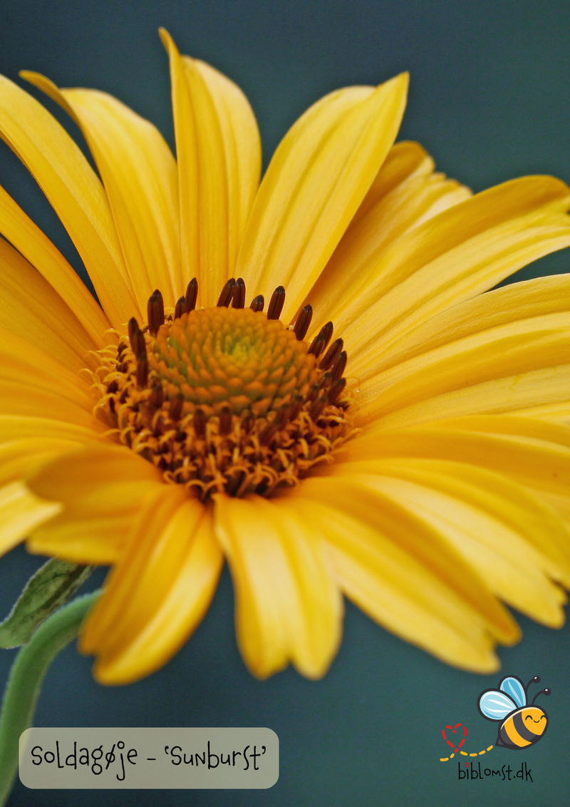 Så- og pasningsvejledning til Soldagøje ‘Sunburst’ - Heliopsis helianthoides