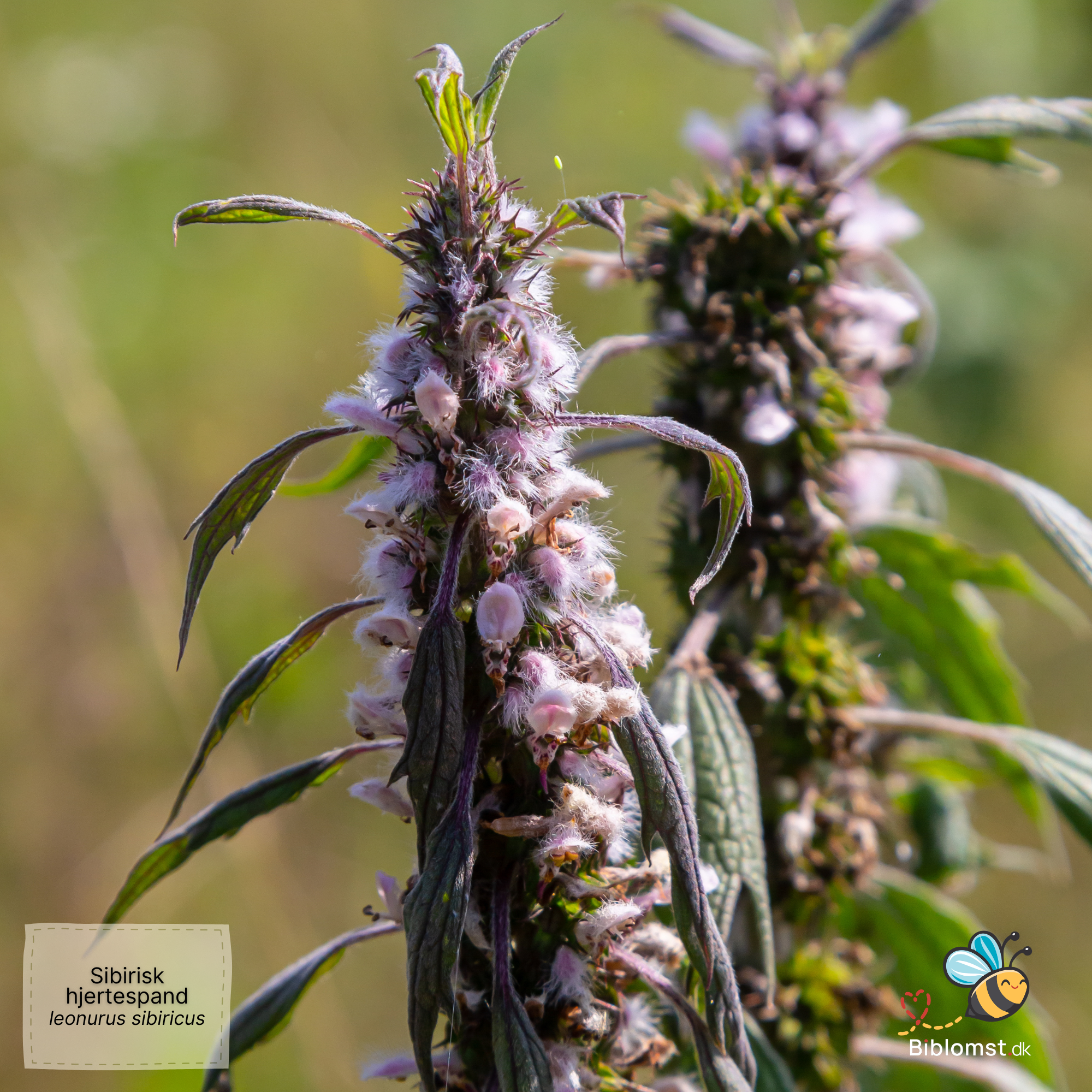 Så- og pasningsvejledning til Sibirisk hjertespand – Leonurus sibiricus