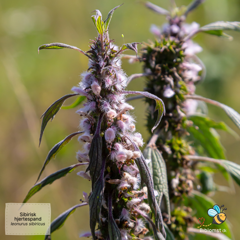 Så- og pasningsvejledning til Sibirisk hjertespand – Leonurus sibiricus