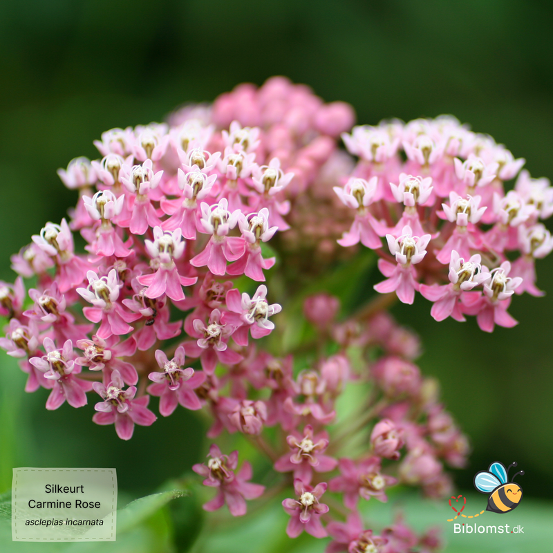 Så- og pasningsvejledning for Silkeurt - Asclepias incarnata