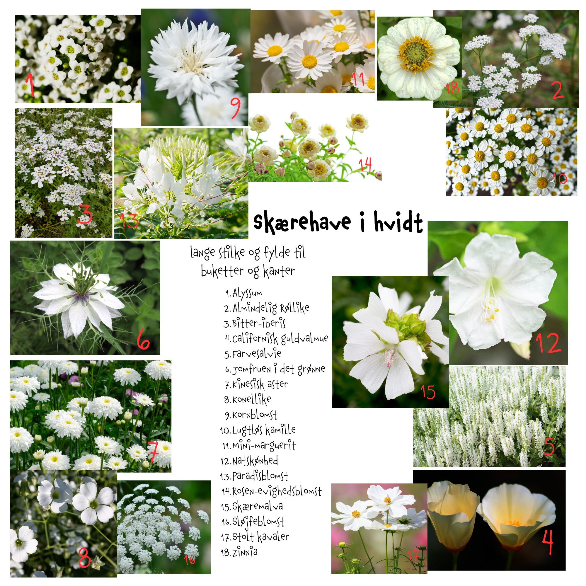 Så- og pasningsvejledning til Skærehave i hvidt - lange stilke og fylde til buketter og kanter