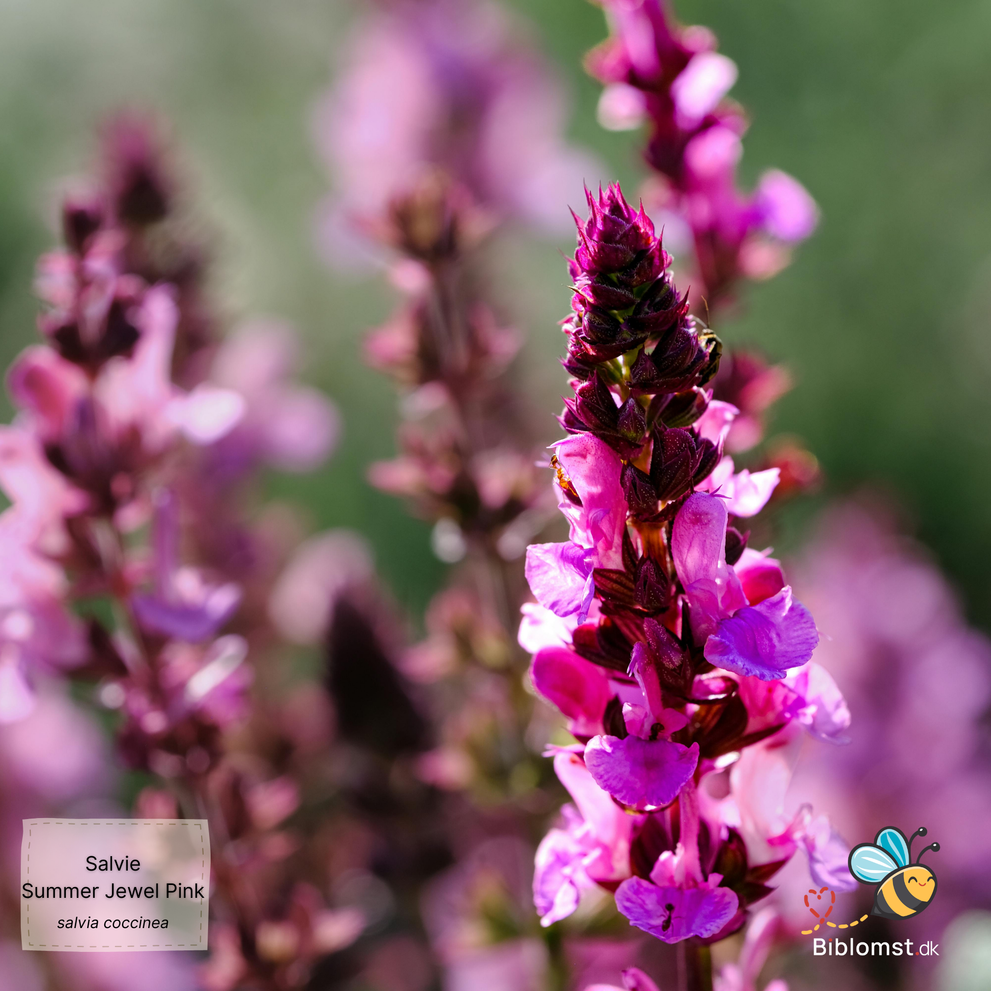 Så- og pasningsvejledning til Salvie - Salvia coccinea 'Summer Jewel Pink'