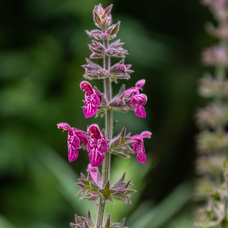 Så- og pasningsvejledning til Skov-galtetand - Stachys sylvatica