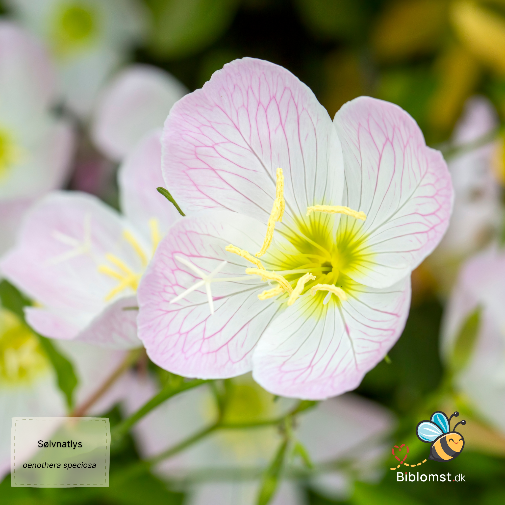 Så- og pasningsvejledning til Sølvnatlys – Oenothera speciosa