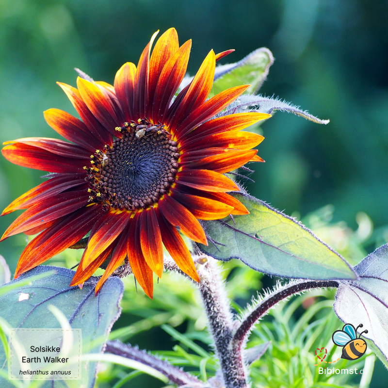 Så- og pasningsvejledning til Solsikke 'Earth Walker' - Helianthus annuus 'Earth Walker'