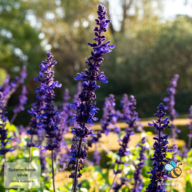 Så- og pasningsvejledning for Salvia hispanica - Sydamerikansk Salvie