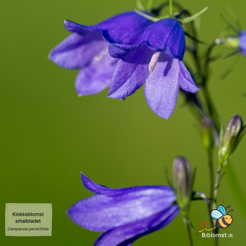 Så- og pasningsvejledning for klokke smalbladet - Campanula persicifolia