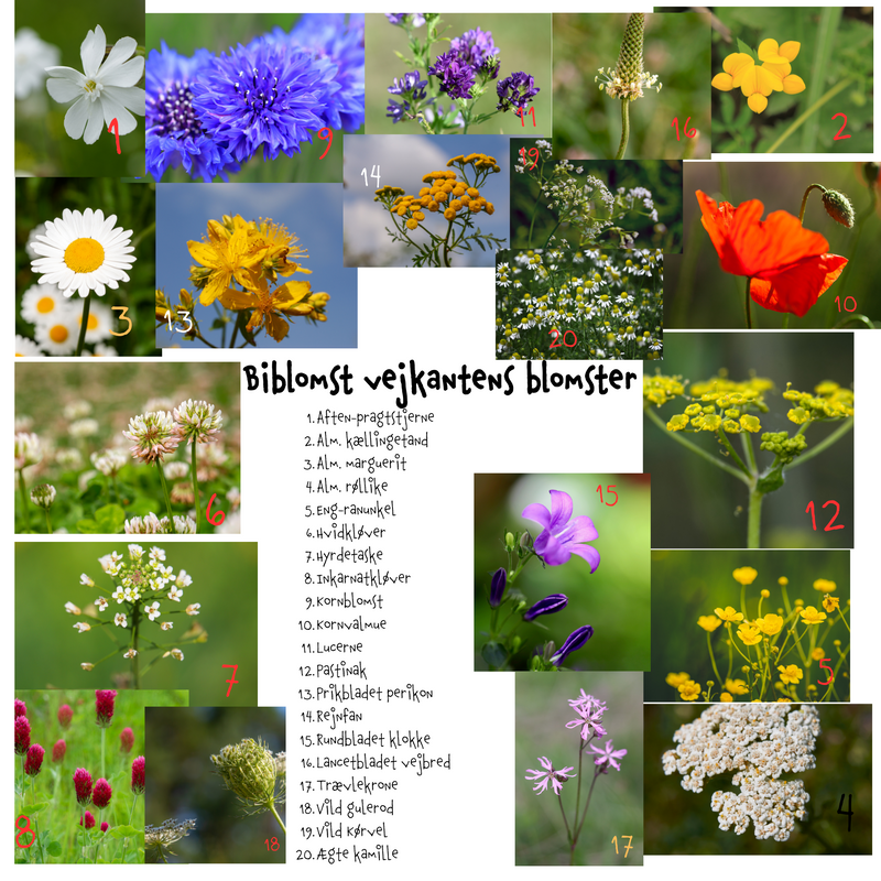 Så- og pasningsvejledning til biblomst vejkantens blomstermix
