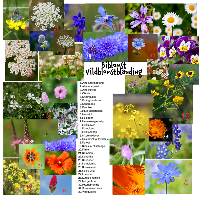 Så- og pasningsvejledning til Biblomst Vildblomstblanding