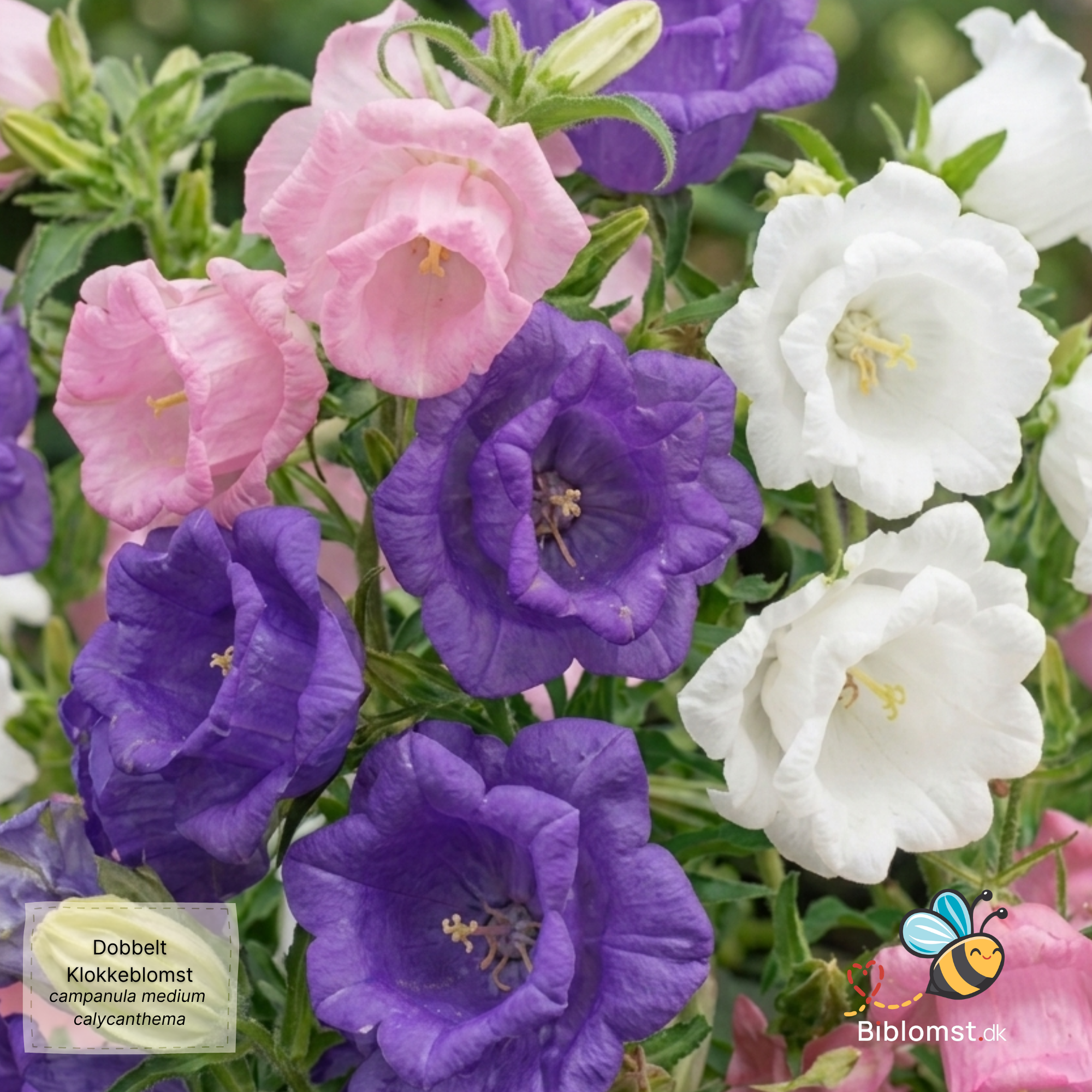 Så- og pasningsvejledning for Dobbelt Klokkeblomst - Campanula medium 'Double Mix'