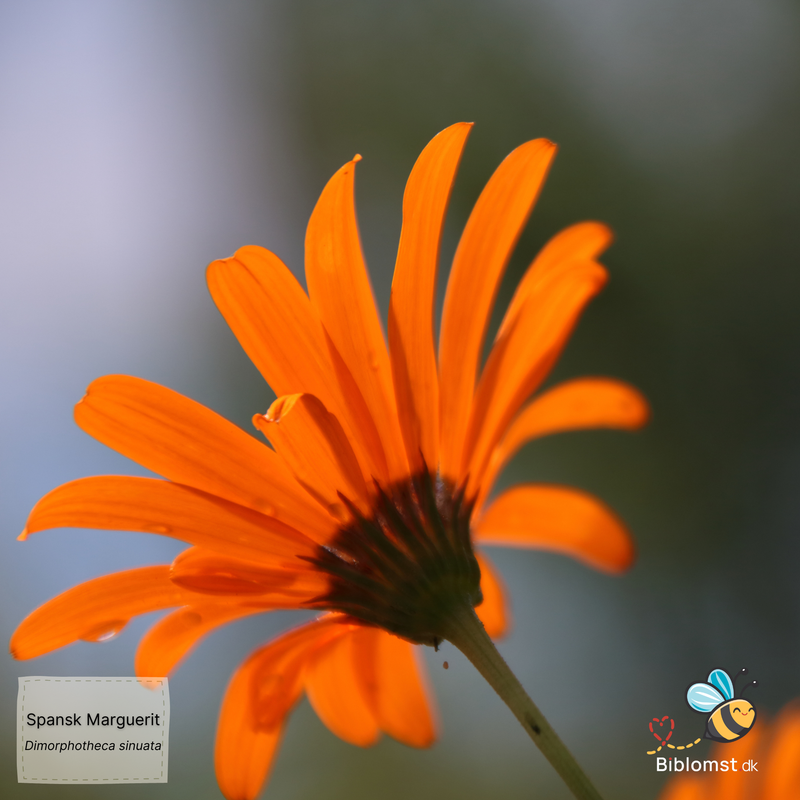 Så- og pasningsvejledning for spansk marguerit - Dimorphotheca sinuata