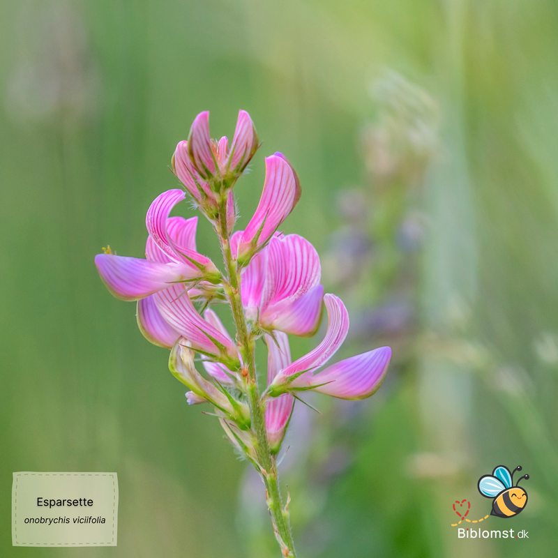 Så- og pasningsvejledning for Esparsette – Onobrychis viciifolia
