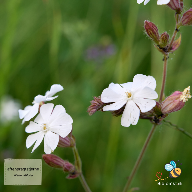 Så- og pasningsvejledning til aftenpragtstjerne – Silene latifolia