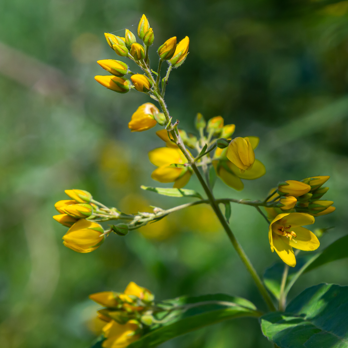 Såvejledning – Almindelig fredløs (Lysimachia vulgaris) – biblomst