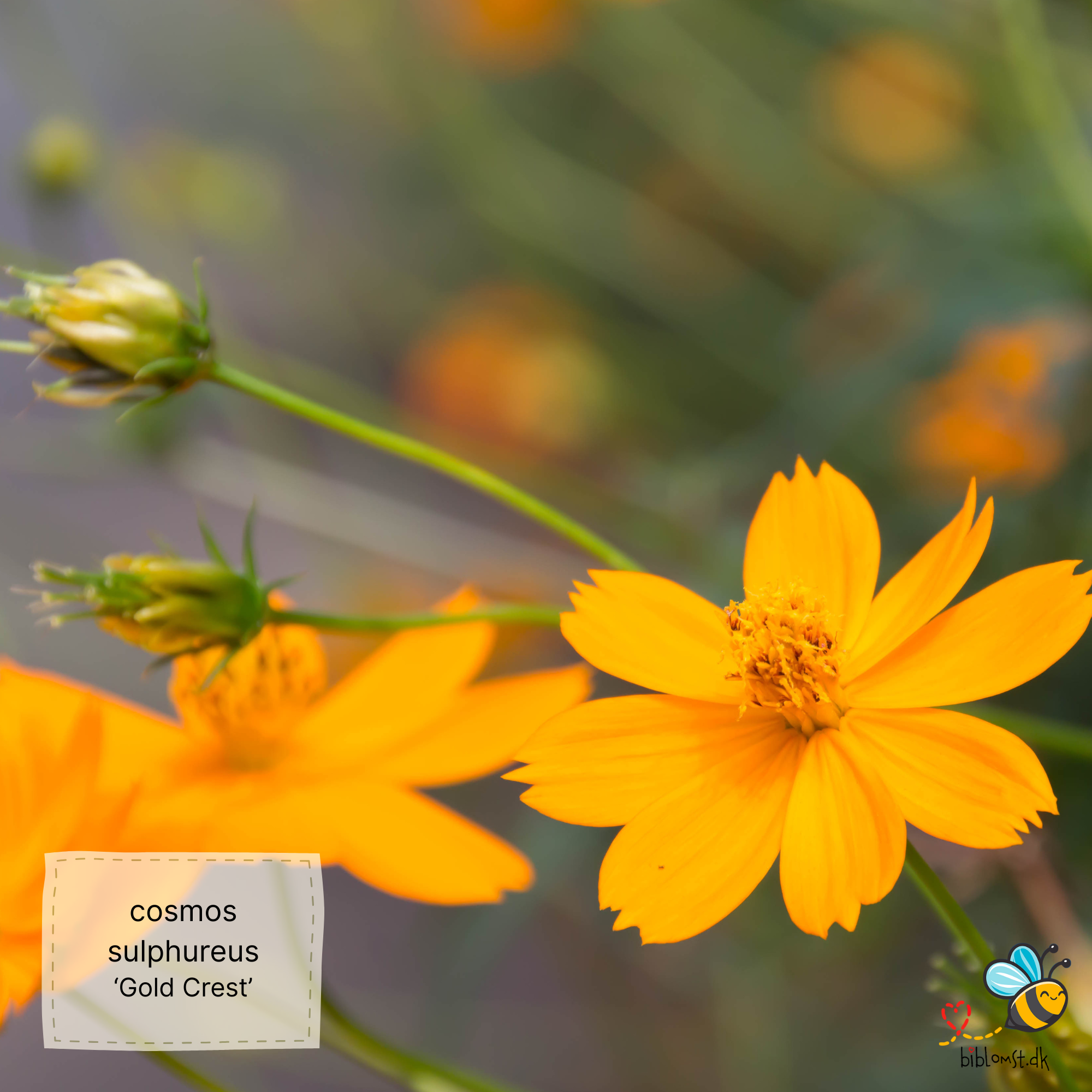 Så- og pasningsvejledning til svovlgul cosmos ‘Crest Gold’ – Cosmos sulphureus ‘Crest Gold’