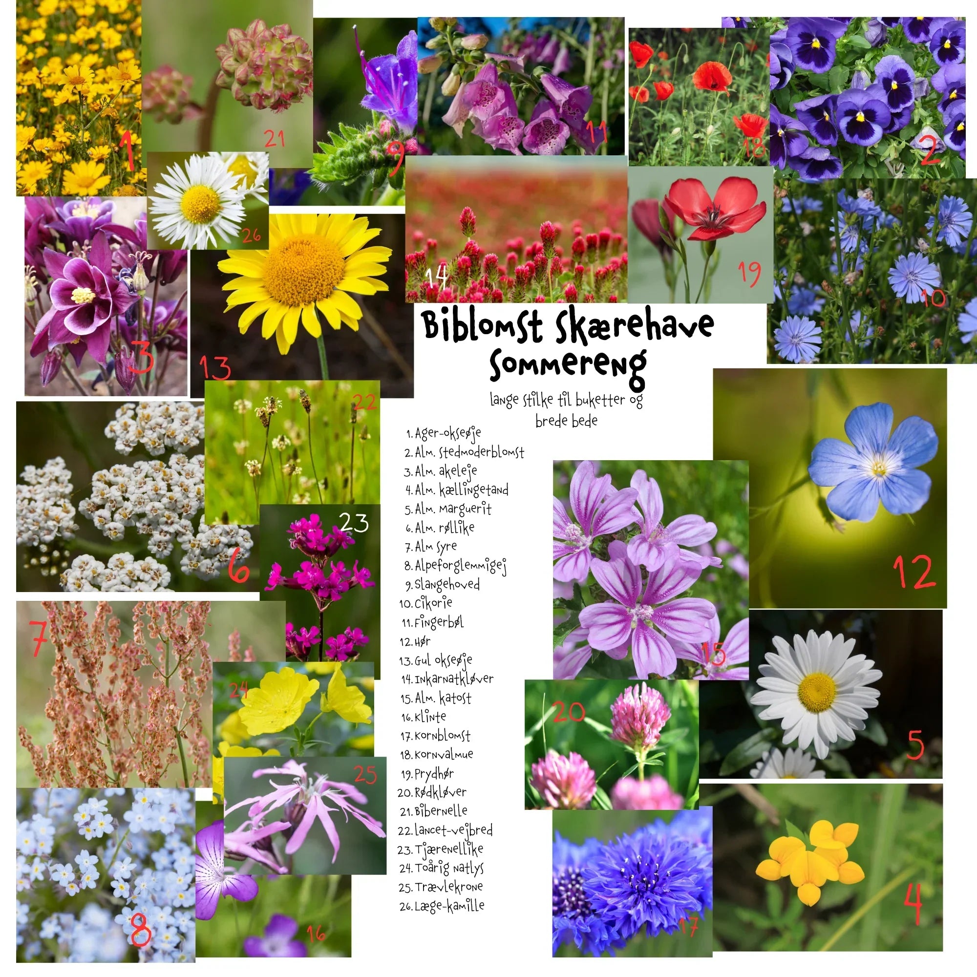 Så- og pasningsvejledning til Biblomst skærehave sommereng