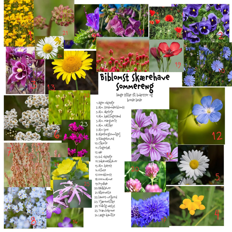 Så- og pasningsvejledning til Biblomst skærehave sommereng