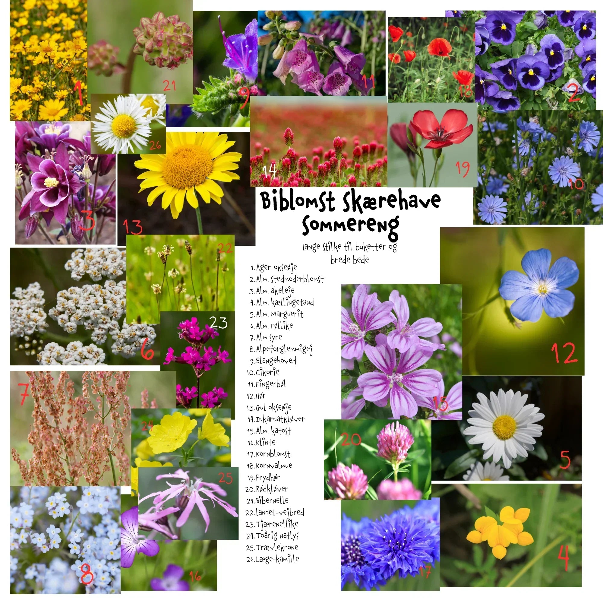 Så- og pasningsvejledning til Biblomst skærehave sommereng