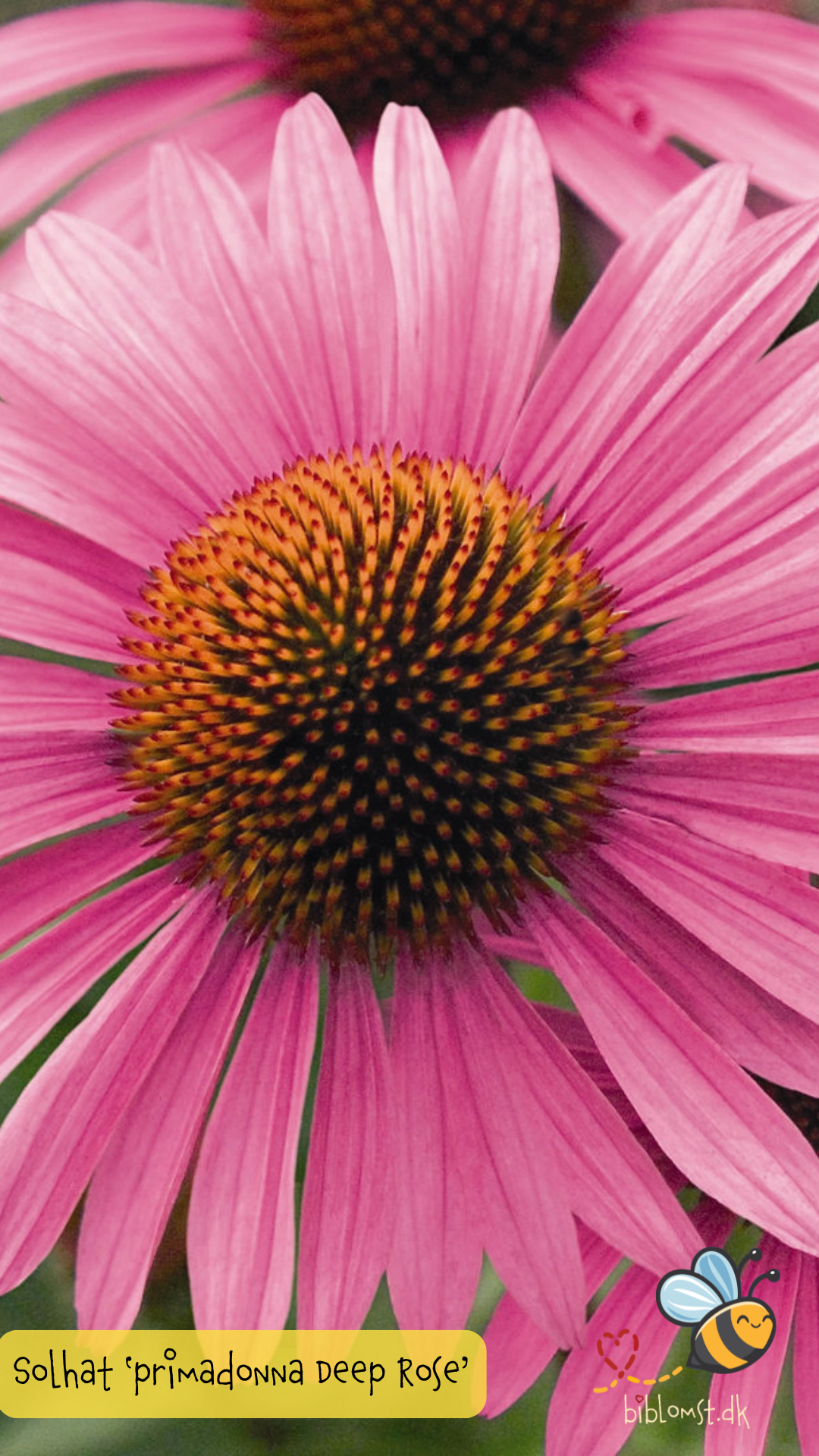Så- og pasningsvejledning til Dyb rosa Purpur Solhat - Echinacea purpurea 'Primadonna Deep Rose'