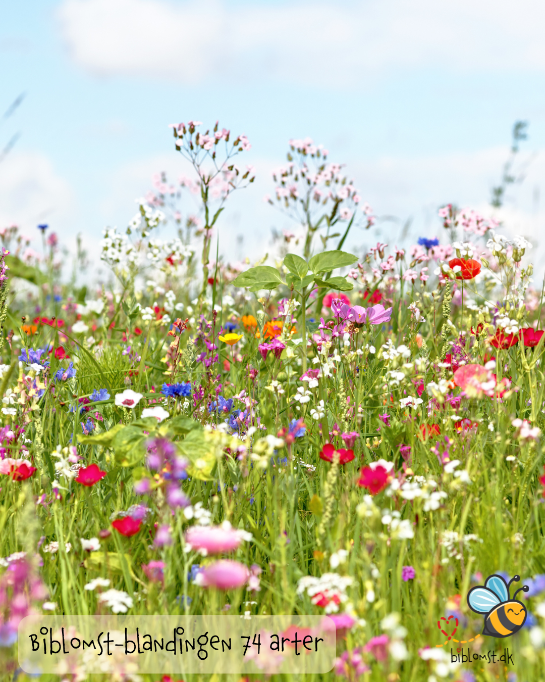 Så- og pasningsvejledning til Biblomstblandingen – 74 arter
