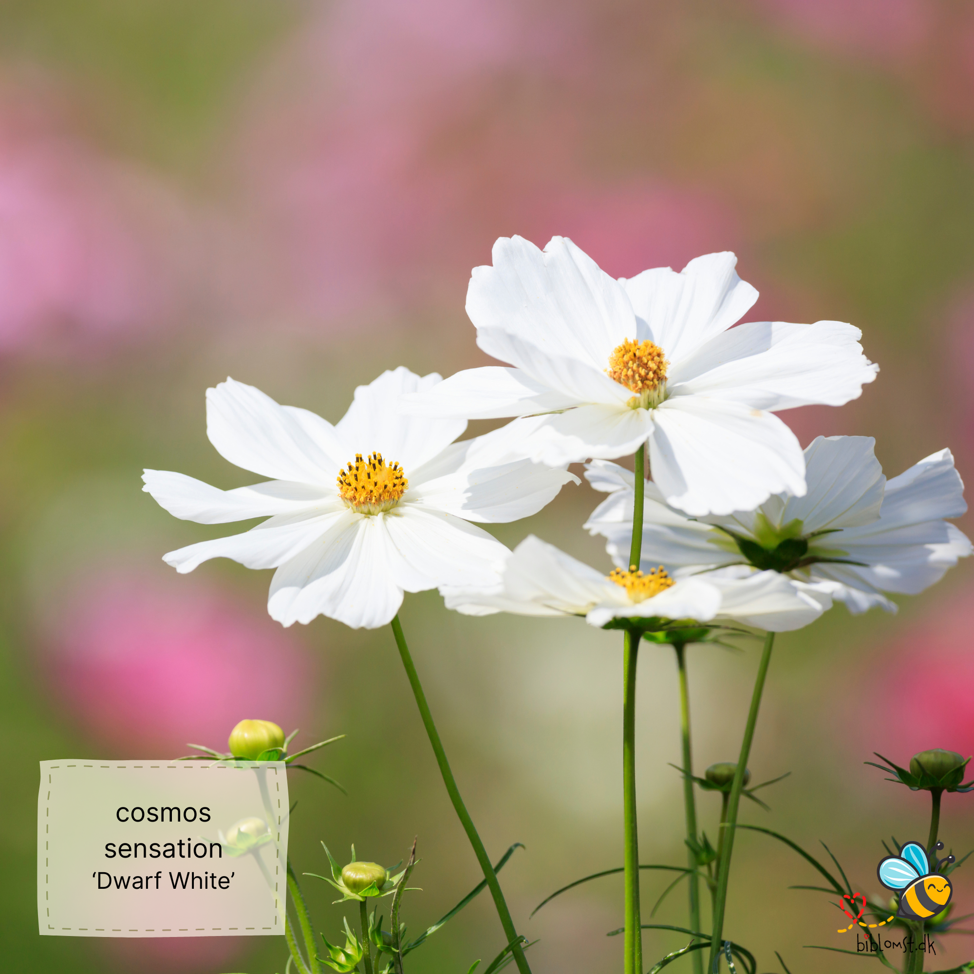 Så- og pasningsvejledning til kosmos ‘Dwarf Sensation White’ – Cosmos bipinnatus ‘Dwarf Sensation White’
