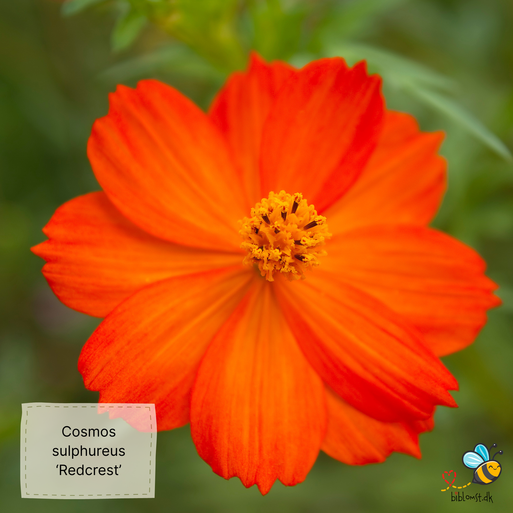 Så- og pasningsvejledning til svovlgul cosmos ‘Redcrest’ – Cosmos sulphureus ‘Redcrest’