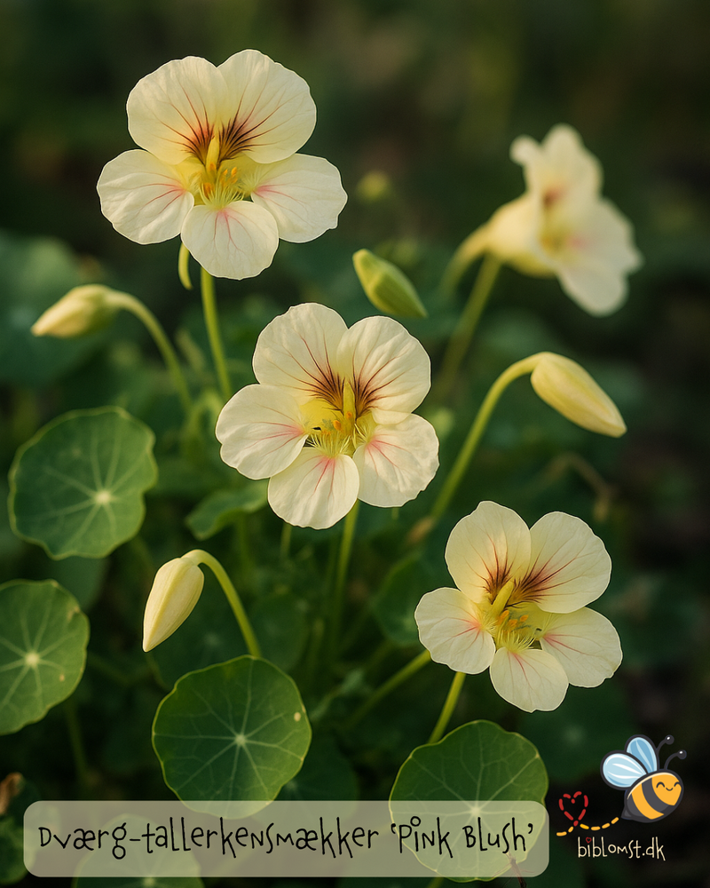 Så- og pasningsvejledning til Tallerkensmækker ’Tip Top Pink Blush’ - Tropaeolum minus