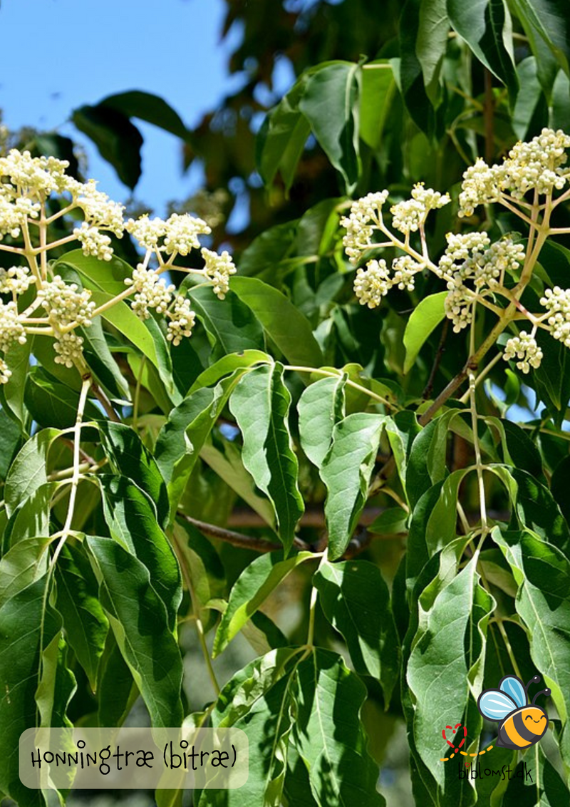 Så- og pasningsvejledning til Bi-træ/honningtræ – Tetradium daniellii