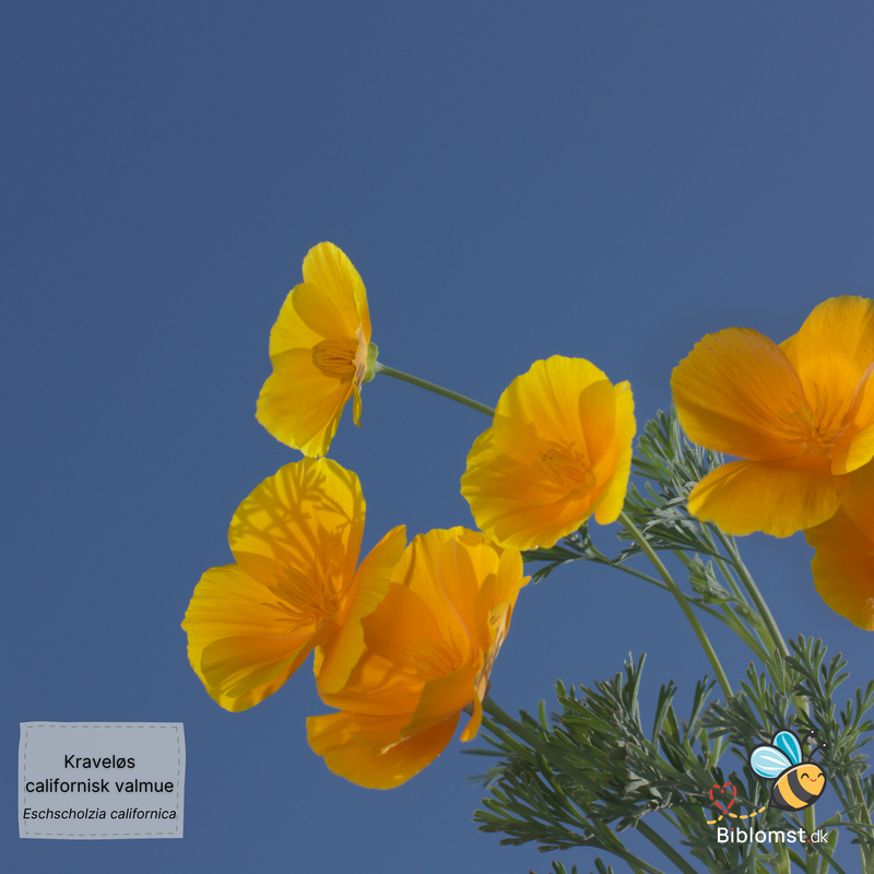 Så- og pasningsvejledning for kraveløs californisk valmue - Eschscholzia californica