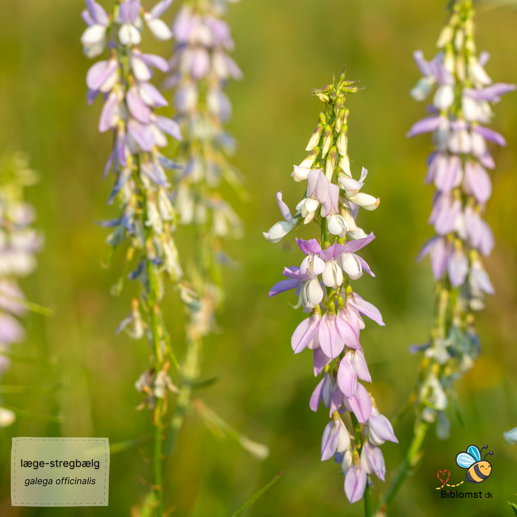Så- og pasningsvejledning til Læge-stregbælg – Galega officinalis