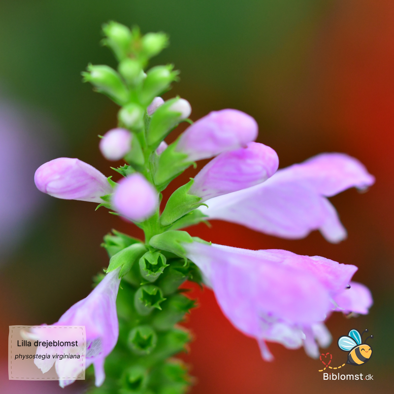 Så- og pasningsvejledning for lilla drejeblomst - Physostegia virginiana