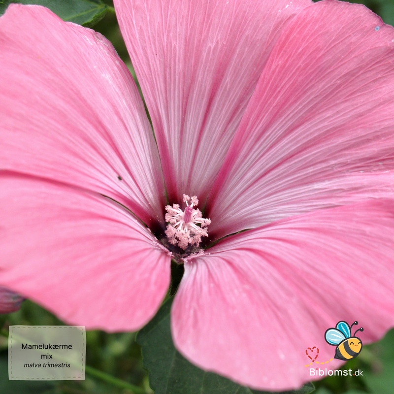 Så- og pasningsvejledning til mamelukærme mix – Malva trimestris (syn. Lavatera trimestris)