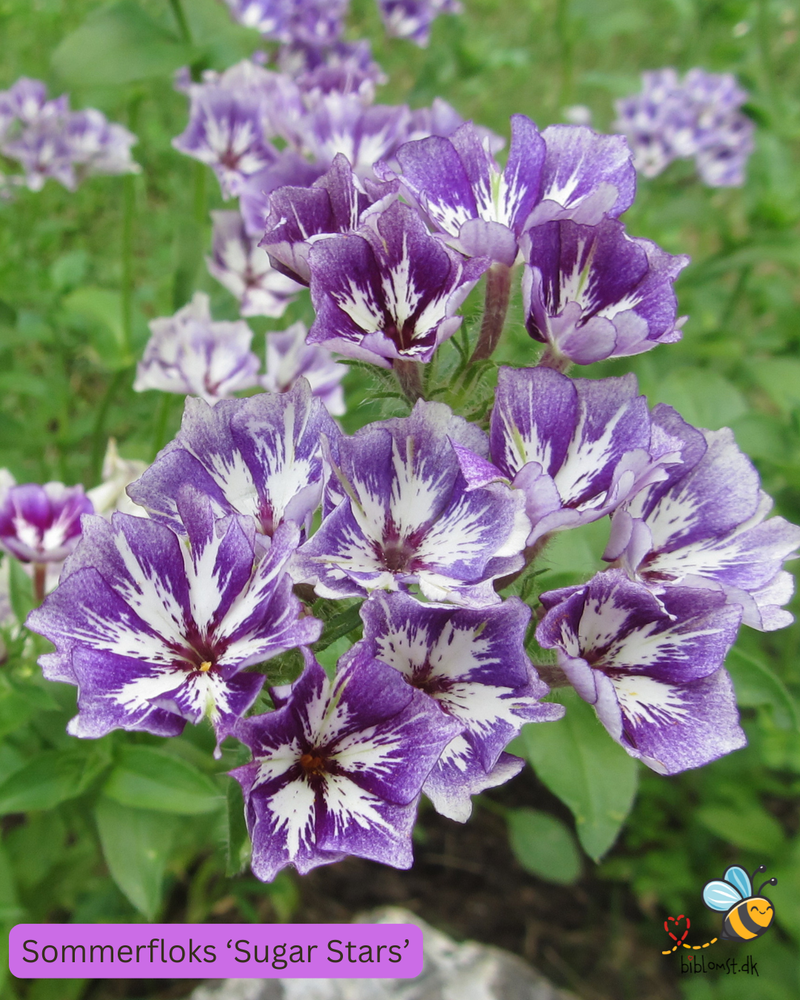 Så- og pasningsvejledning til sommerfloks – Phlox drummondii grandiflora ’Sugar Stars’