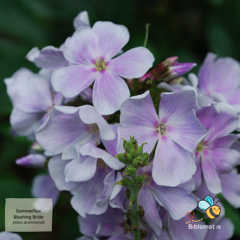 Så- og pasningsvejledning til sommerfloks – Phlox drummondii ’Blushing Bride’