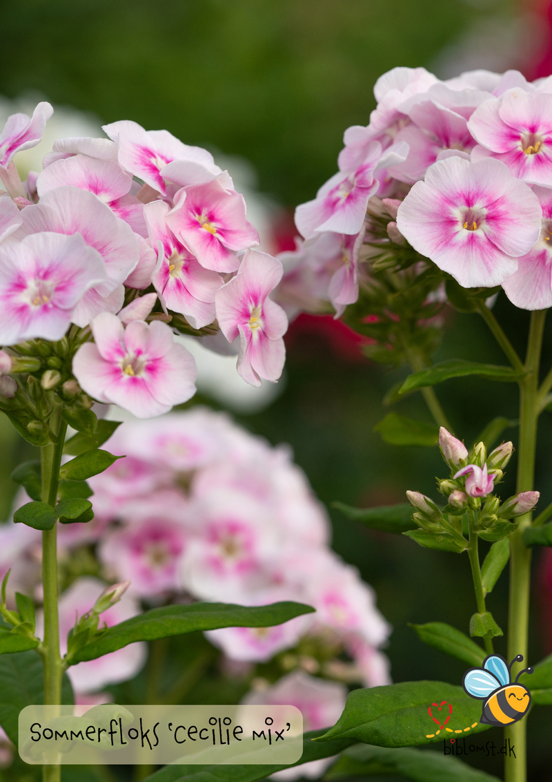 Så- og pasningsvejledning til sommerfloks – Phlox drummondii 'Cecily Mix'