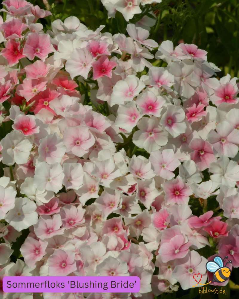 Så- og pasningsvejledning til sommerfloks – Phlox drummondii ’Blushing Bride’