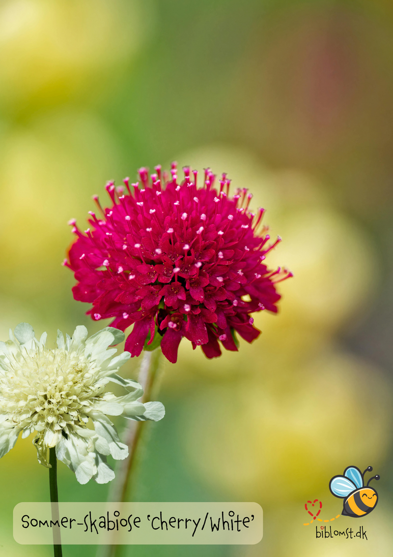 Så- og pasningsvejledning til Sommer-skabiose - Scabiosa atropurpurea 'Cherry/White'