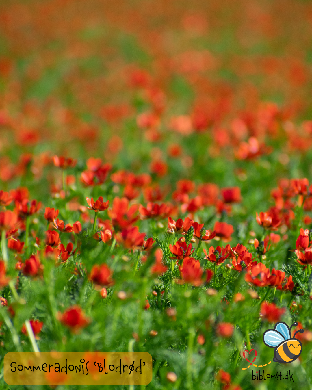 Så- og pasningsvejledning til Sommeradonis 'Bloodred' – Adonis aestivalis