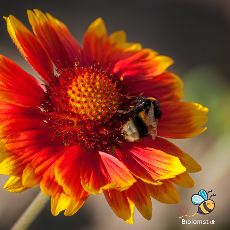 Såvejledning – Børste Kokarde 'Goblin' (Gaillardia grandiflora)