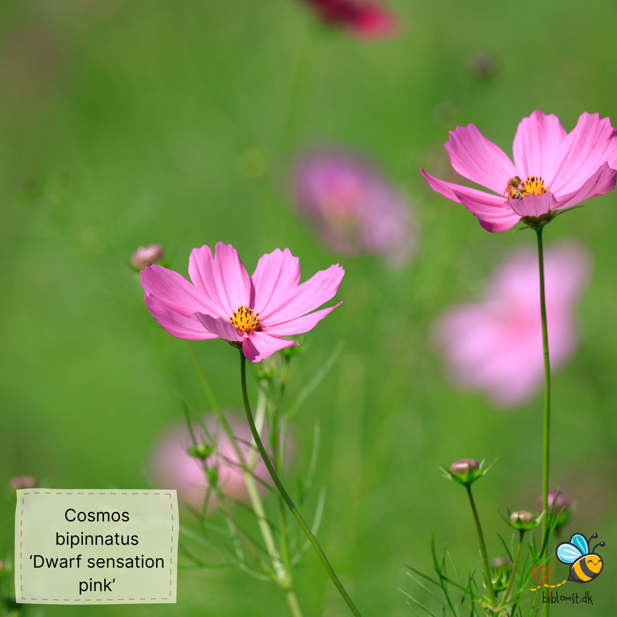 Så- og pasningsvejledning til kosmos ‘Dwarf Sensation Pink’ – Cosmos bipinnatus ‘Dwarf Sensation Pink’