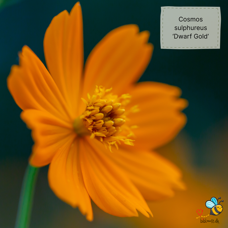 Så- og pasningsvejledning til svovlgul cosmos ‘Dwarf Gold’ – Cosmos sulphureus ‘Dwarf Gold’