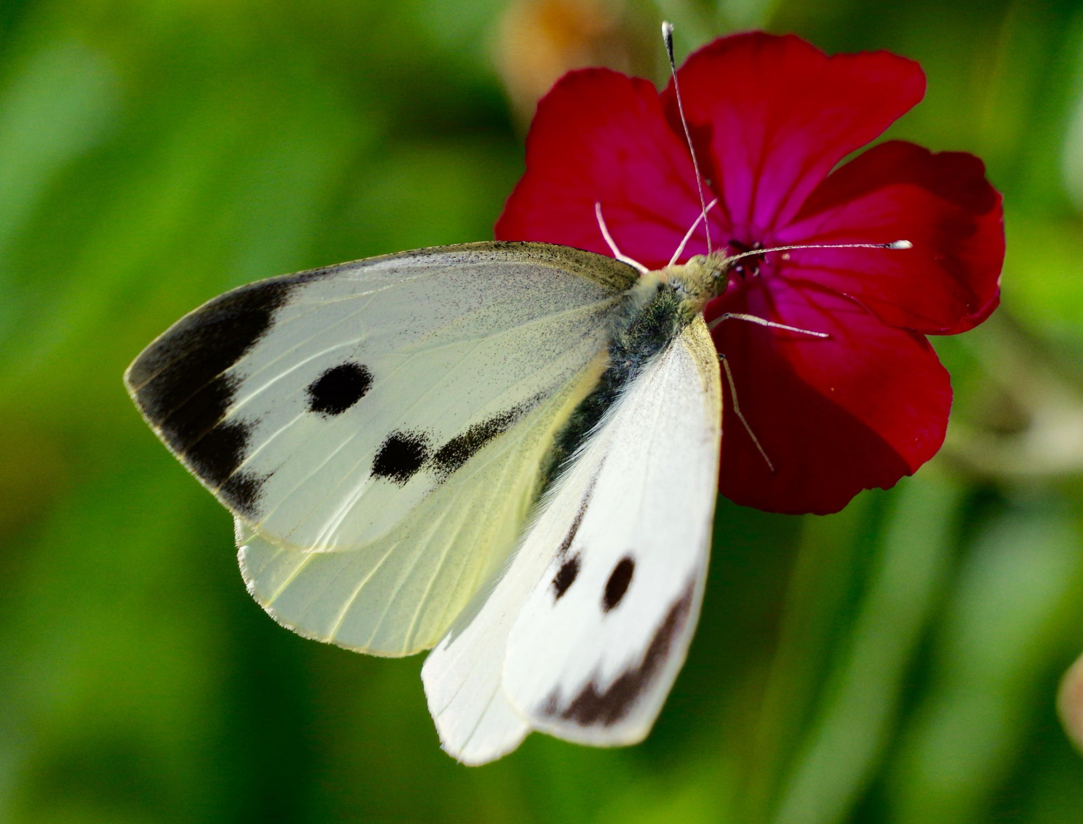 Den store kålsommerfugl (Pieris brassicae)