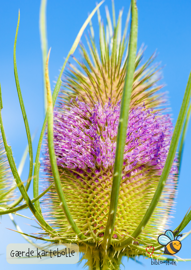 Så- og pasningsvejledning til gærde-kartebolle – Dipsacus fullonum